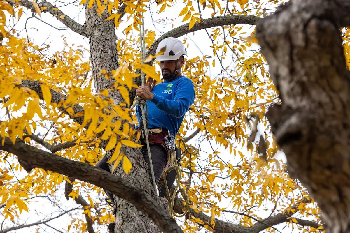 Skilled Tree Planting crew working in Auburndale